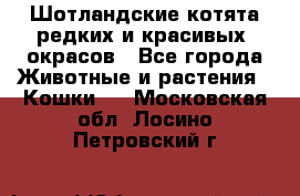 Шотландские котята редких и красивых  окрасов - Все города Животные и растения » Кошки   . Московская обл.,Лосино-Петровский г.